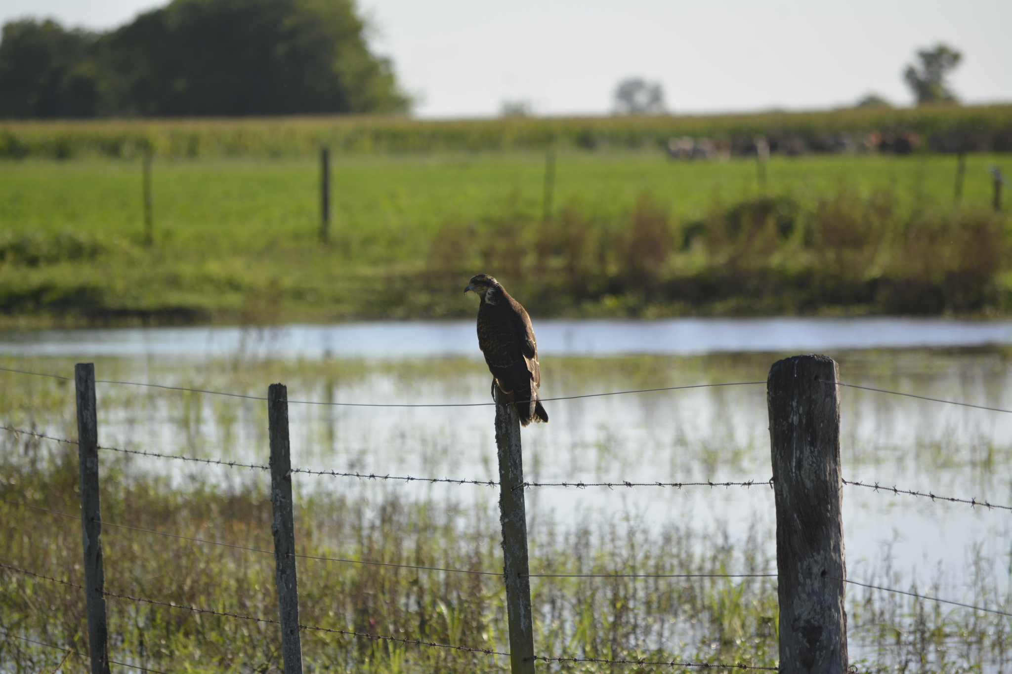 Snail Kite (Rostrhamus sociabilis), photo 2