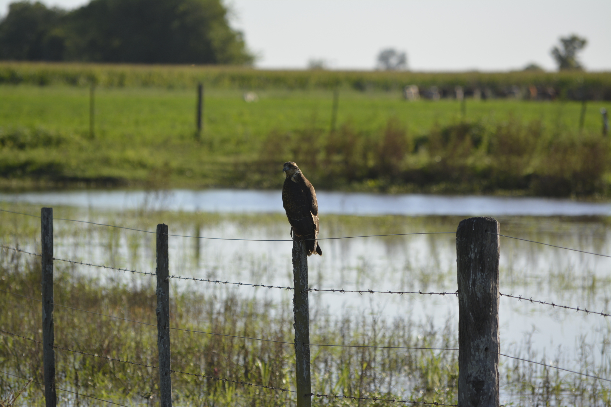 Snail Kite (Rostrhamus sociabilis), photo 3