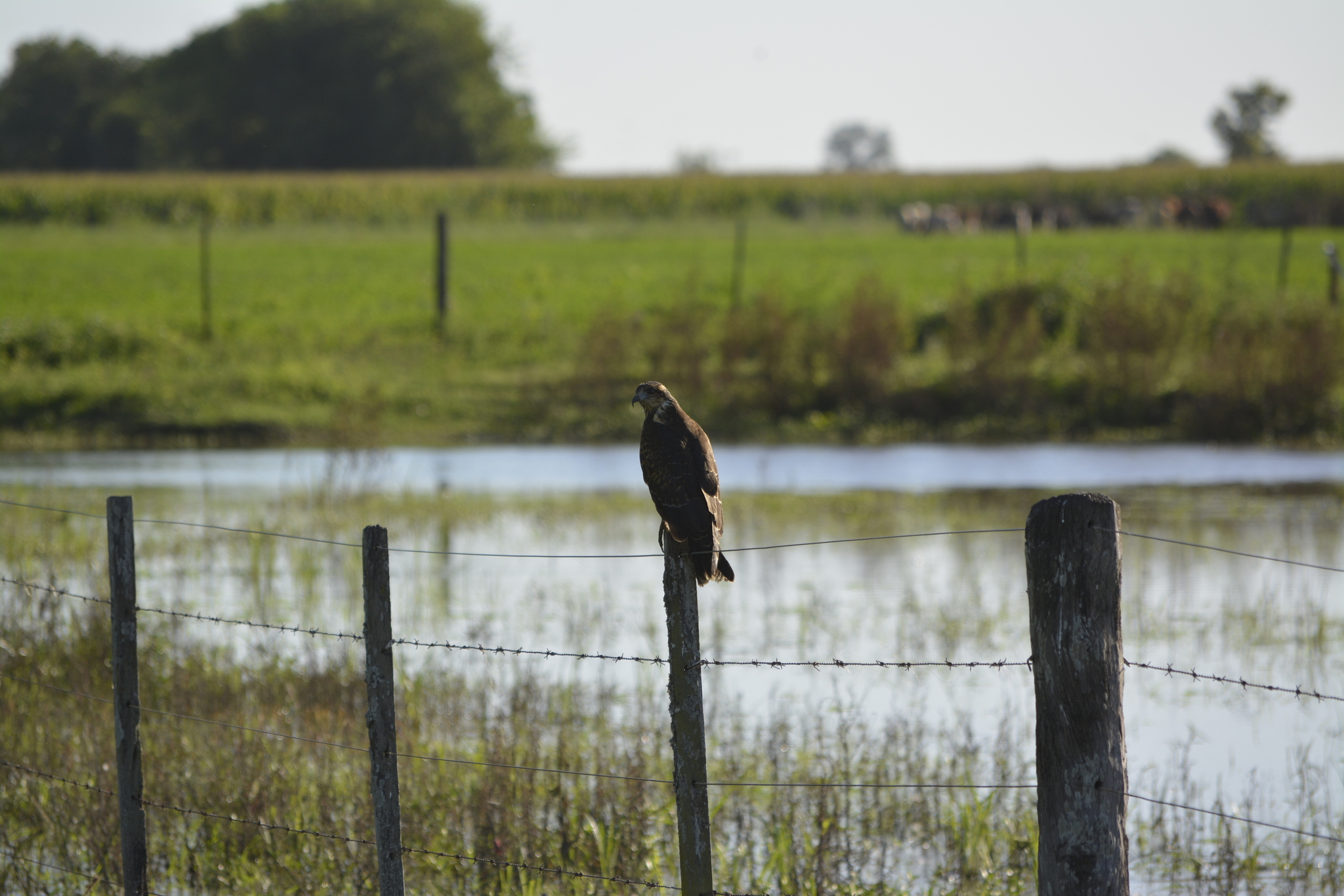 Snail Kite (Rostrhamus sociabilis), photo 4