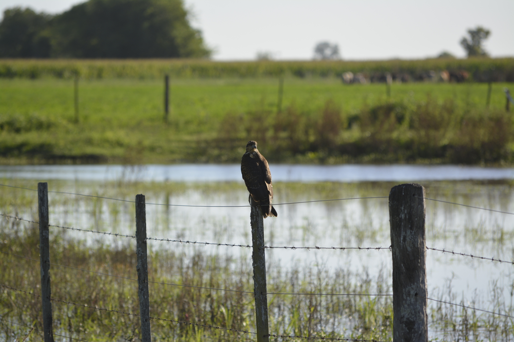Snail Kite (Rostrhamus sociabilis), photo 6