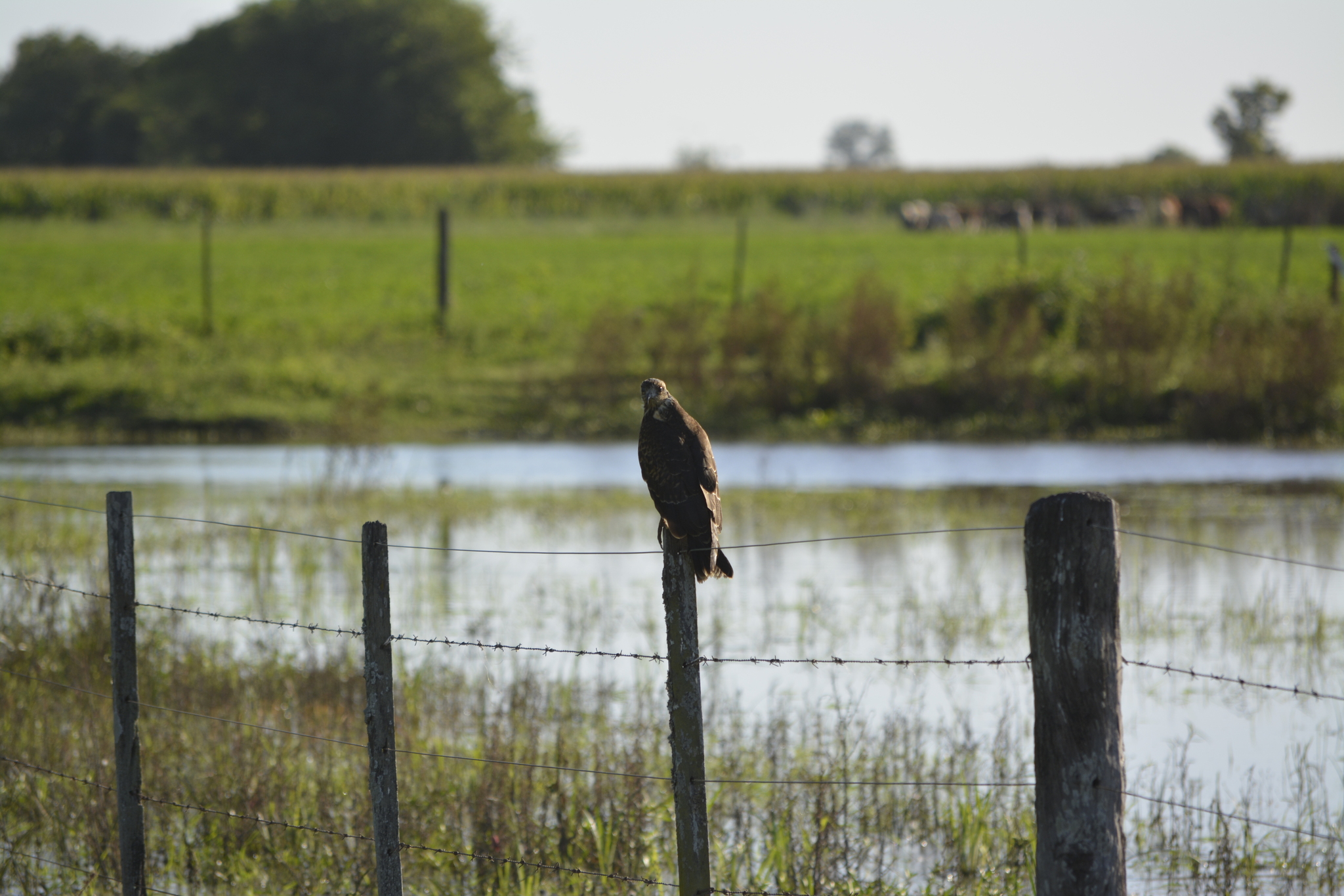 Snail Kite (Rostrhamus sociabilis), photo 5