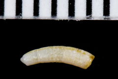 Caecum crebricinctum