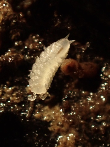 Finaloniscus franciscoloi