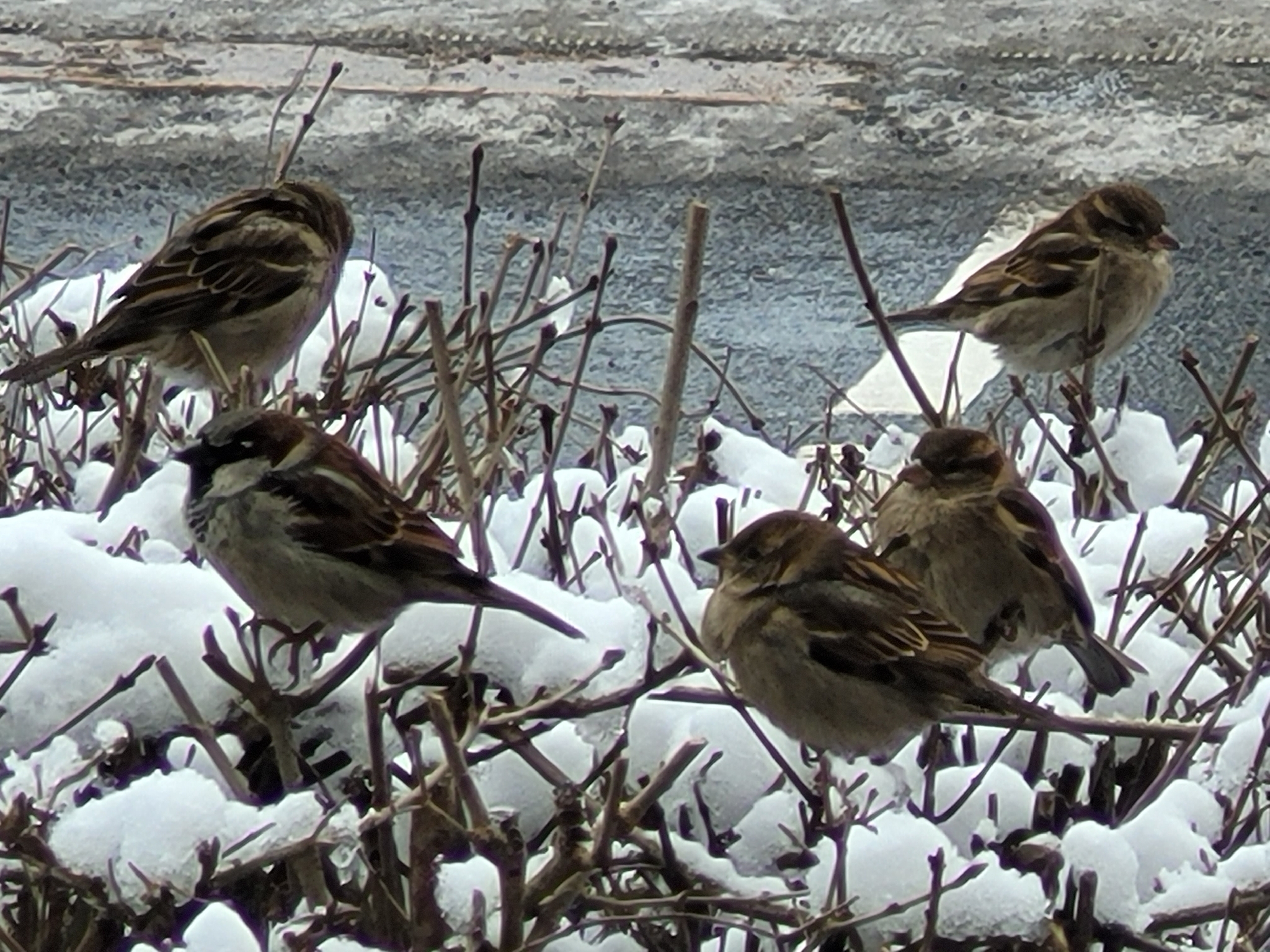 House Sparrow (Passer domesticus), photo 4