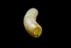 Caecum crebricinctum