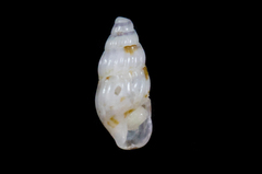 Exaesopus subturritus