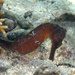Observation photo