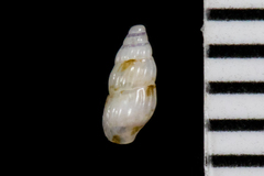 Exaesopus subturritus