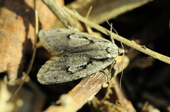 Semioscopis avellanella