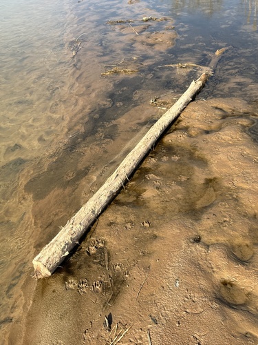 American Beaver photographed in Oklahoma