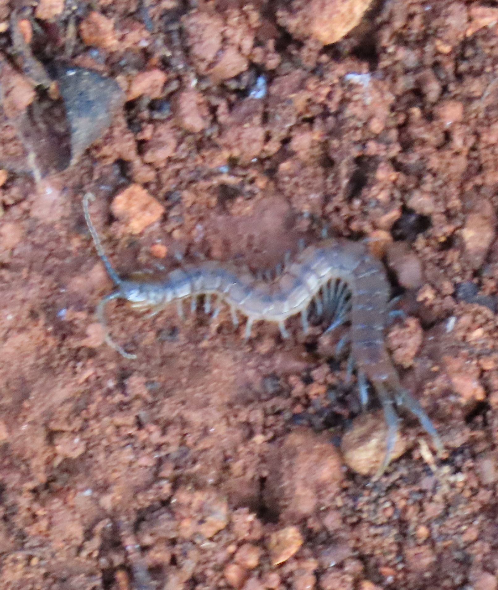 Scolopendra oraniensis Lucas, 1846