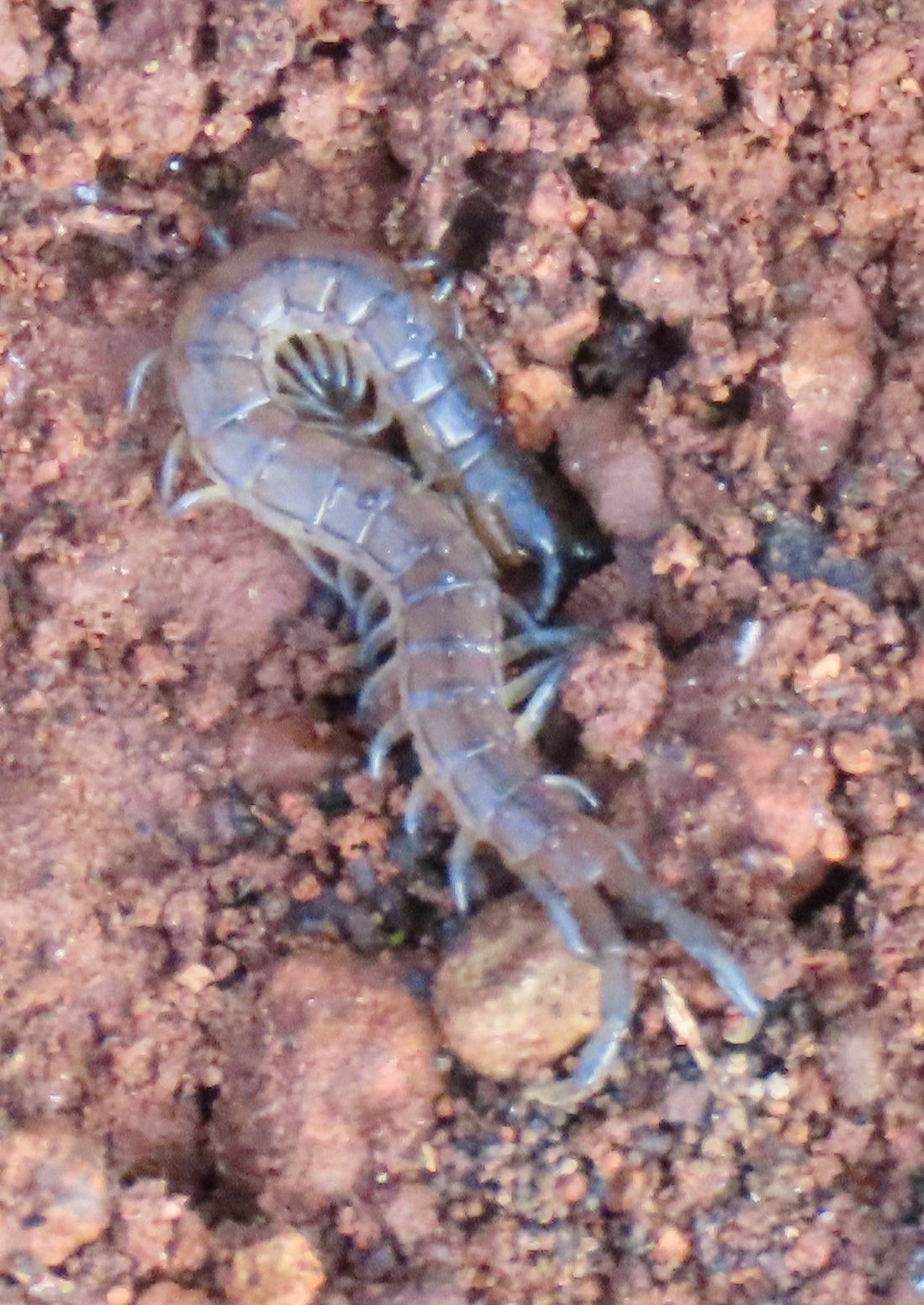 Scolopendra oraniensis Lucas, 1846
