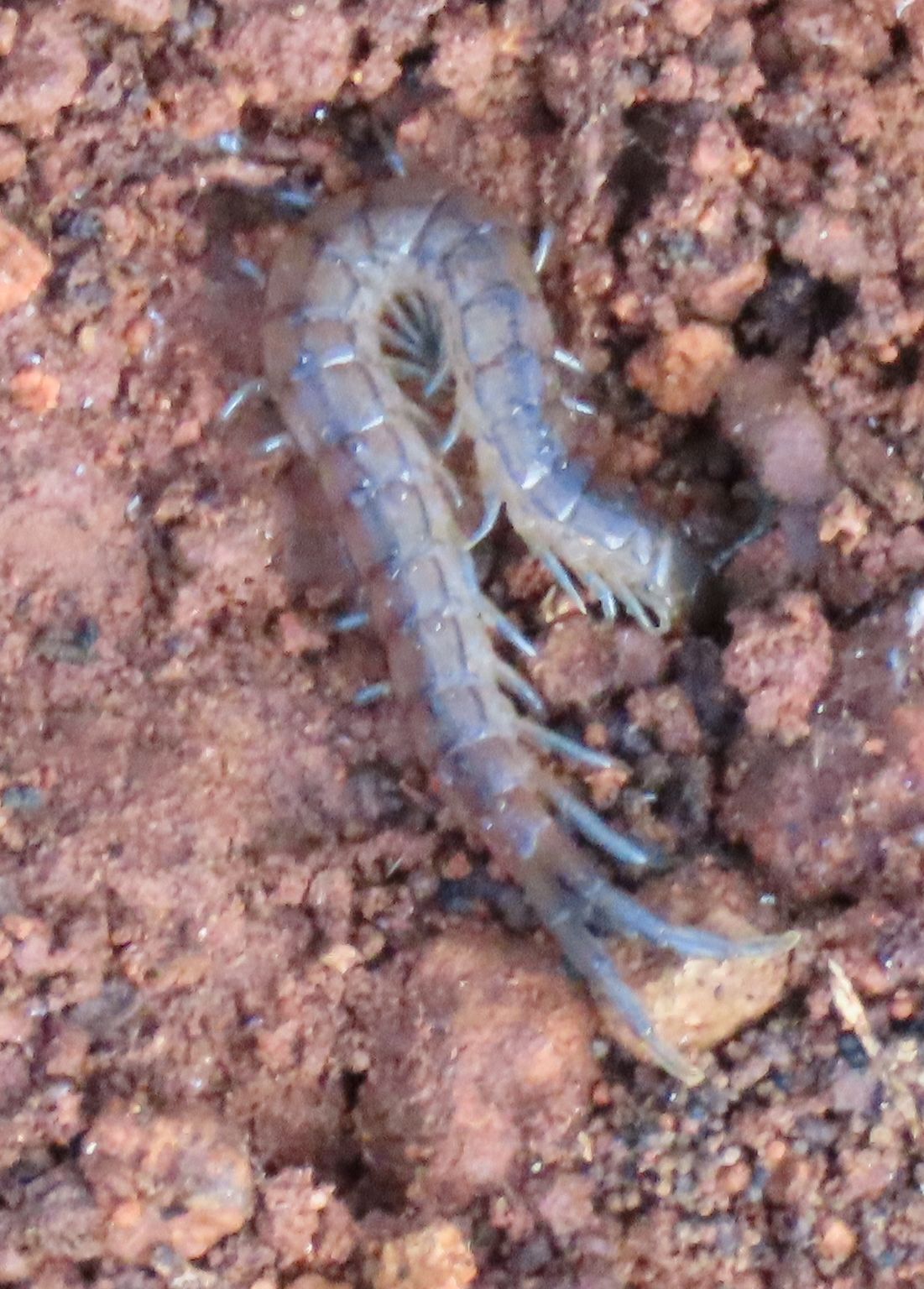 Scolopendra oraniensis Lucas, 1846