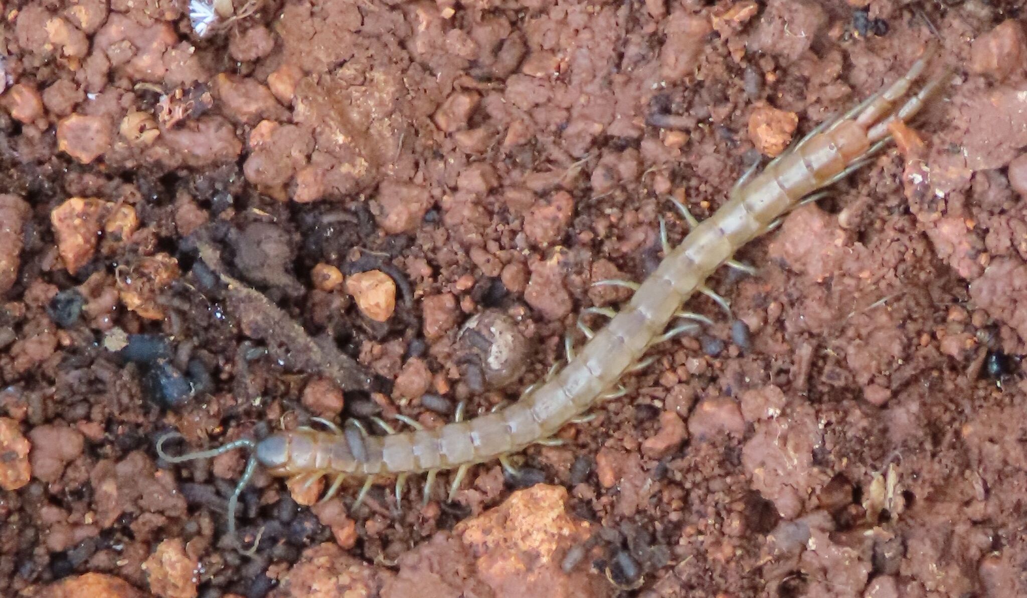 Scolopendra oraniensis Lucas, 1846