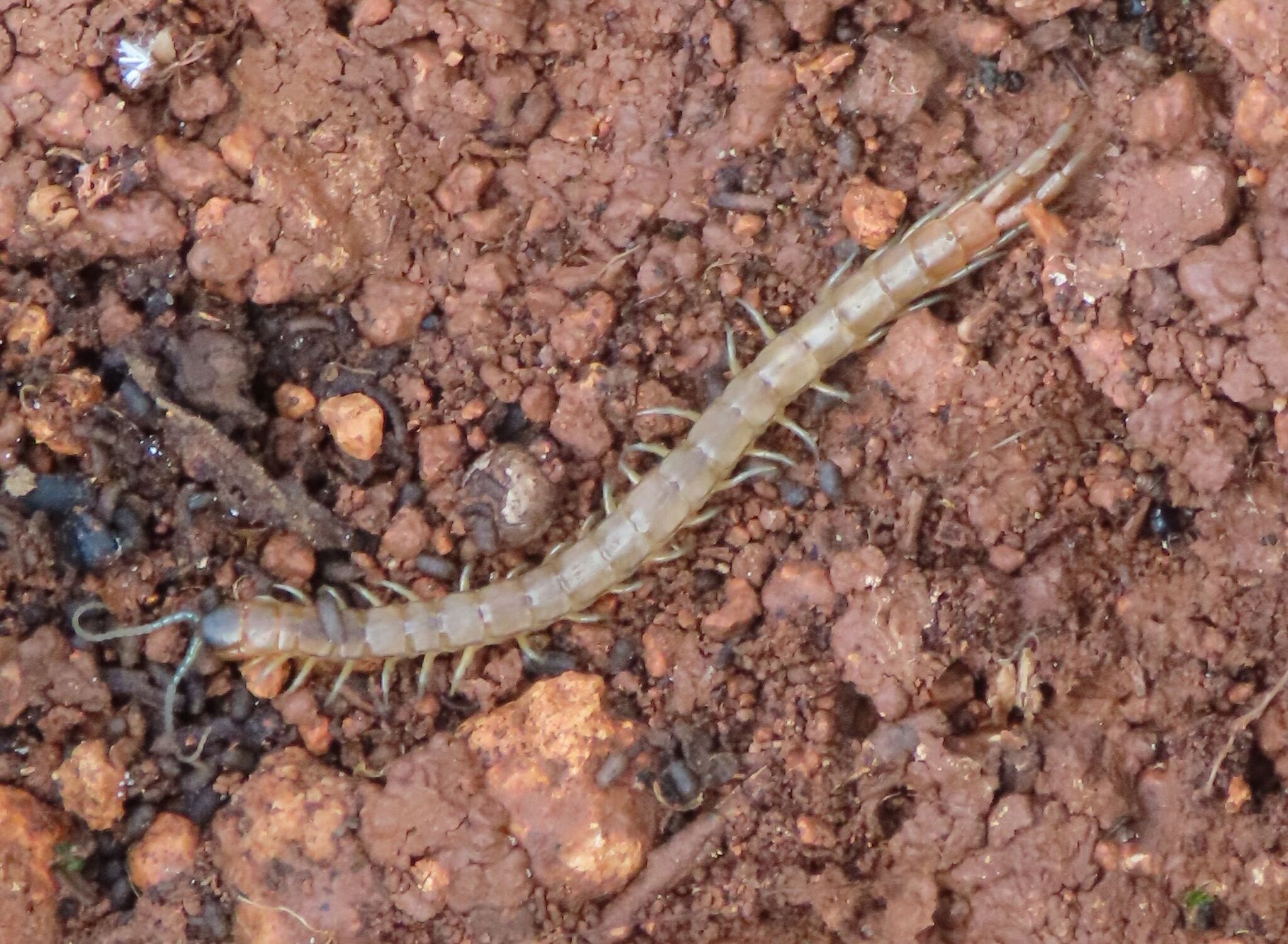 Scolopendra oraniensis Lucas, 1846