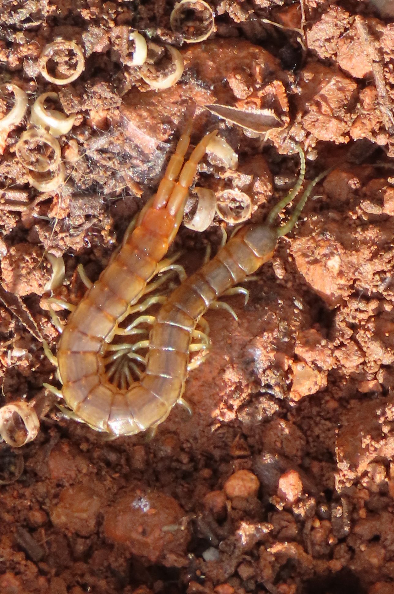 Scolopendra oraniensis Lucas, 1846