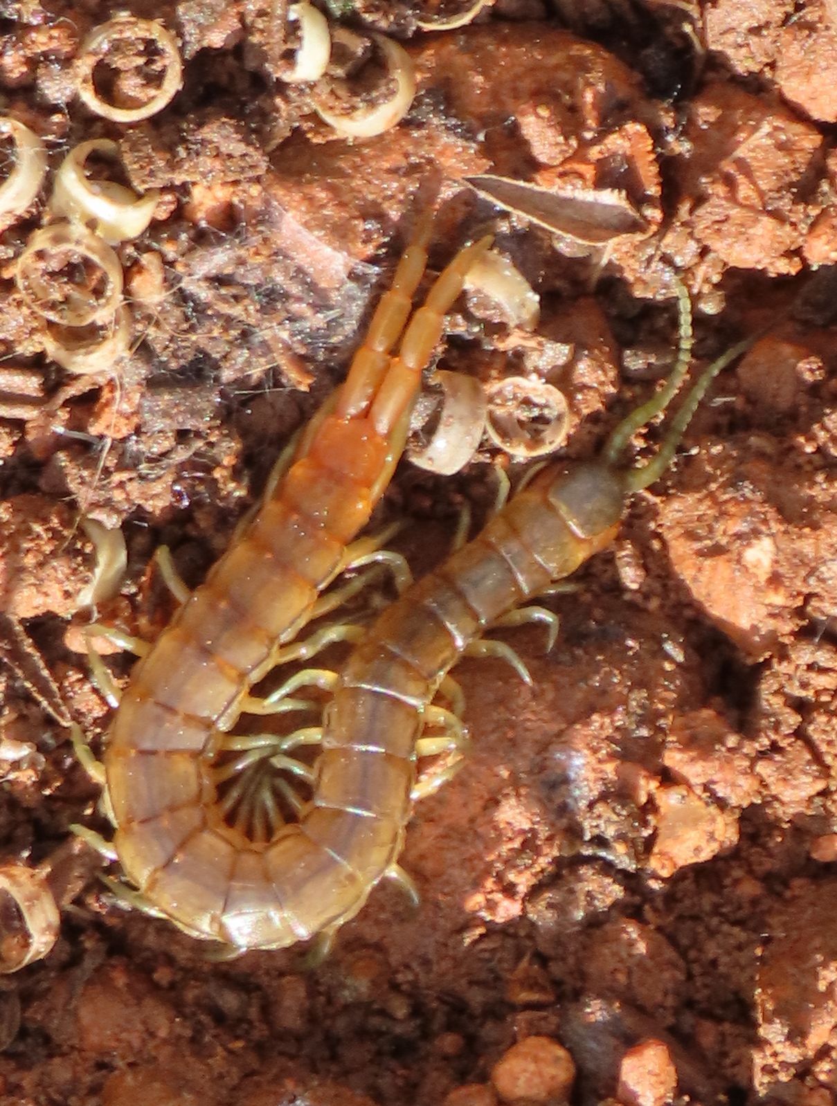 Scolopendra oraniensis Lucas, 1846