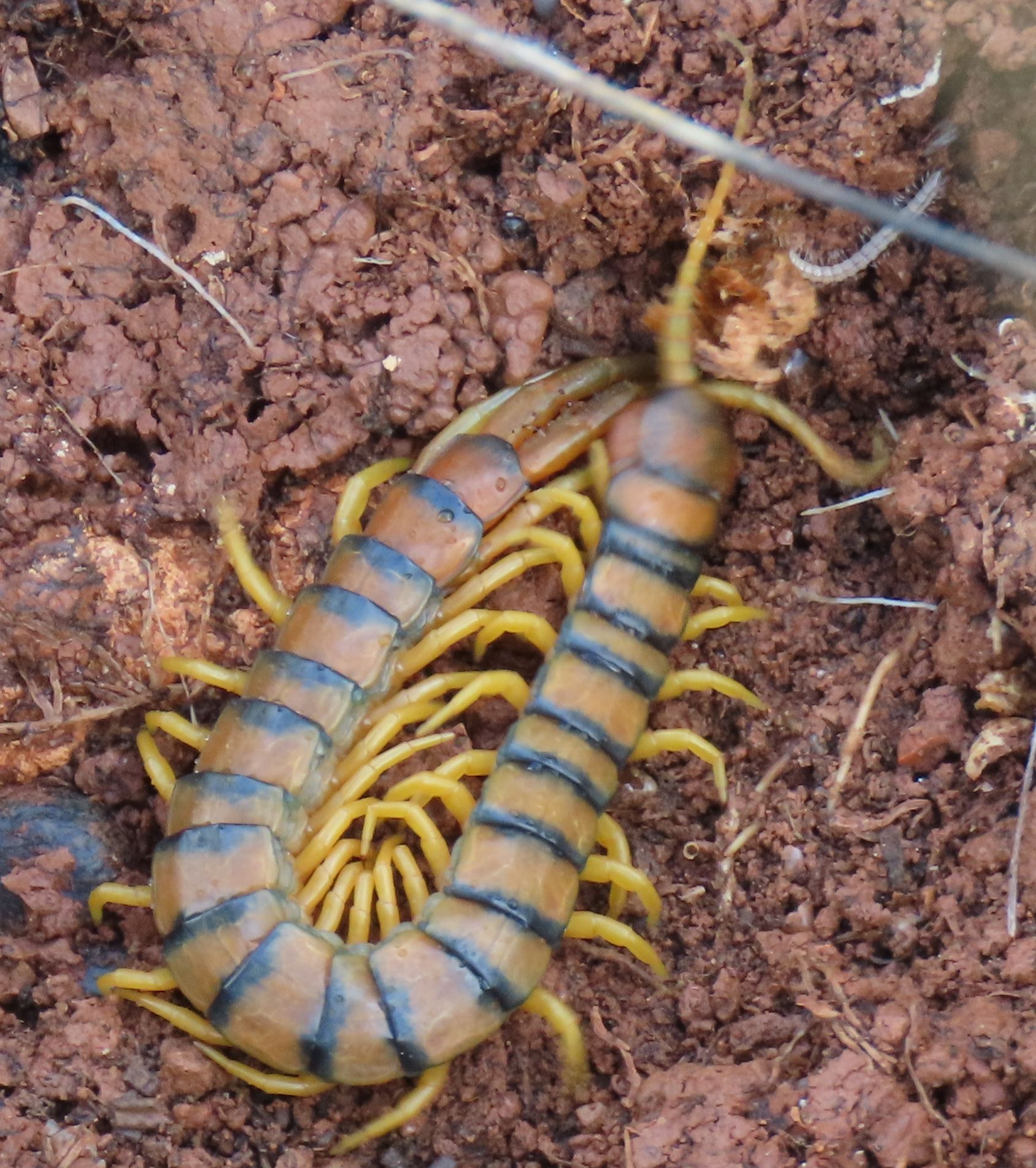 Scolopendra cingulata Latreille, 1829