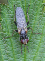 Cordilura pubera