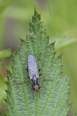 Cordilura pubera