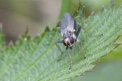 Cordilura pubera