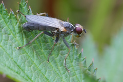 Cordilura pubera