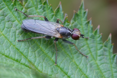 Cordilura pubera
