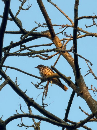 Mistle Thrush (Turdus viscivorus), photo 7