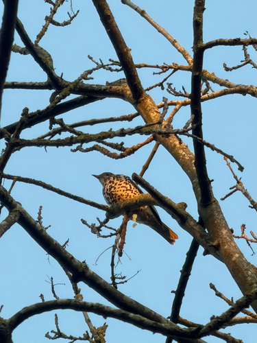 Mistle Thrush (Turdus viscivorus), photo 8