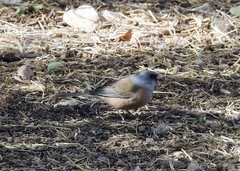 Junco hyemalis mearnsi