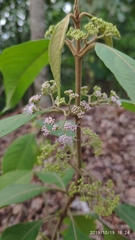 Callicarpa longifolia