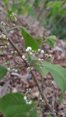 Callicarpa longifolia