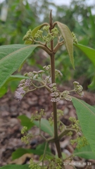Callicarpa longifolia