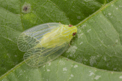 Kallitaxila granulata