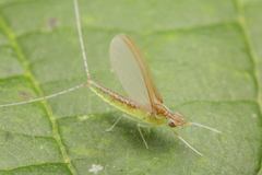 Cloeon bengalense