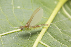 Cloeon bengalense