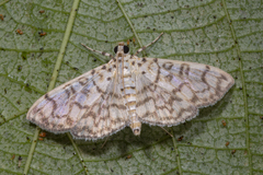 Haritalodes