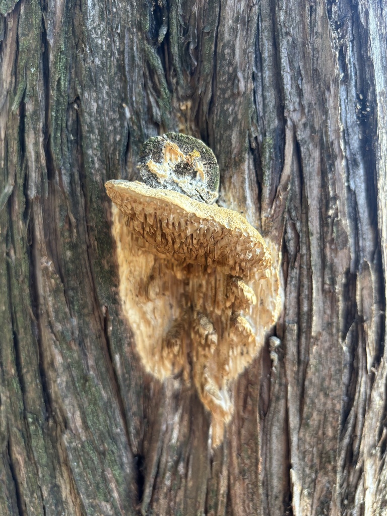 Fomitopsis juniperina · December 2025 · photo: © g_the_amab (iNaturalist, cc-by)