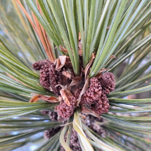 Arolla pine