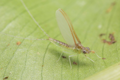 Cloeon bengalense
