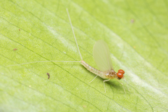 Cloeon bengalense