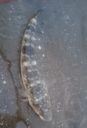 Black flathead (Platycephalus fuscus) — Platycephalidae