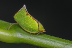 Salurnis marginella