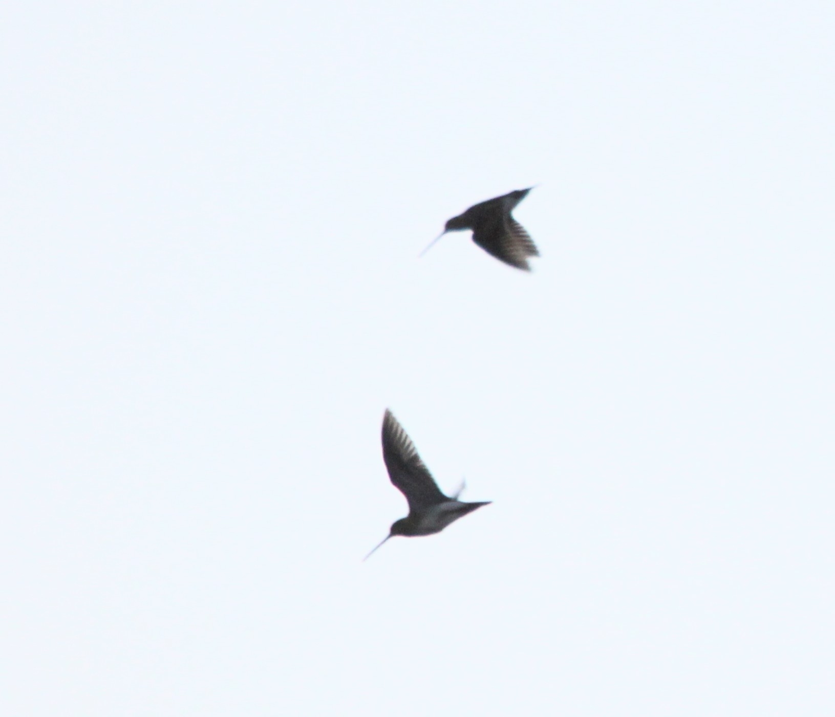 Common Snipe (Gallinago gallinago), photo 5