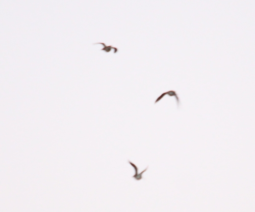 Common Snipe (Gallinago gallinago), photo 5