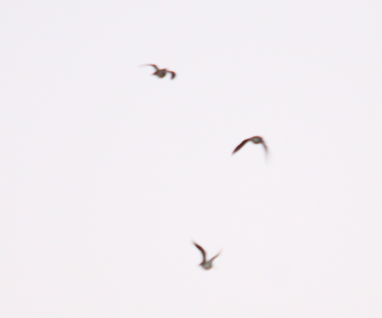Common Snipe (Gallinago gallinago), photo 6