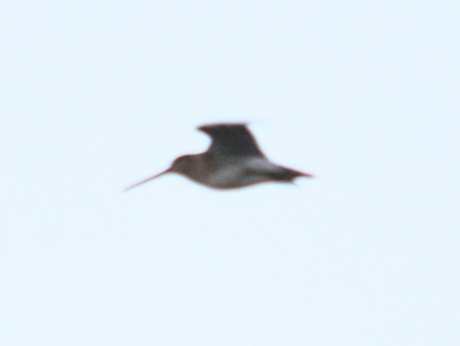Common Snipe (Gallinago gallinago), photo 7