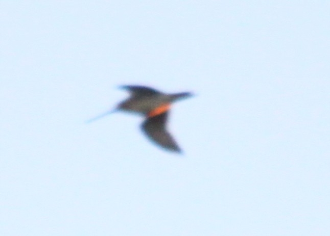 Common Snipe (Gallinago gallinago), photo 8