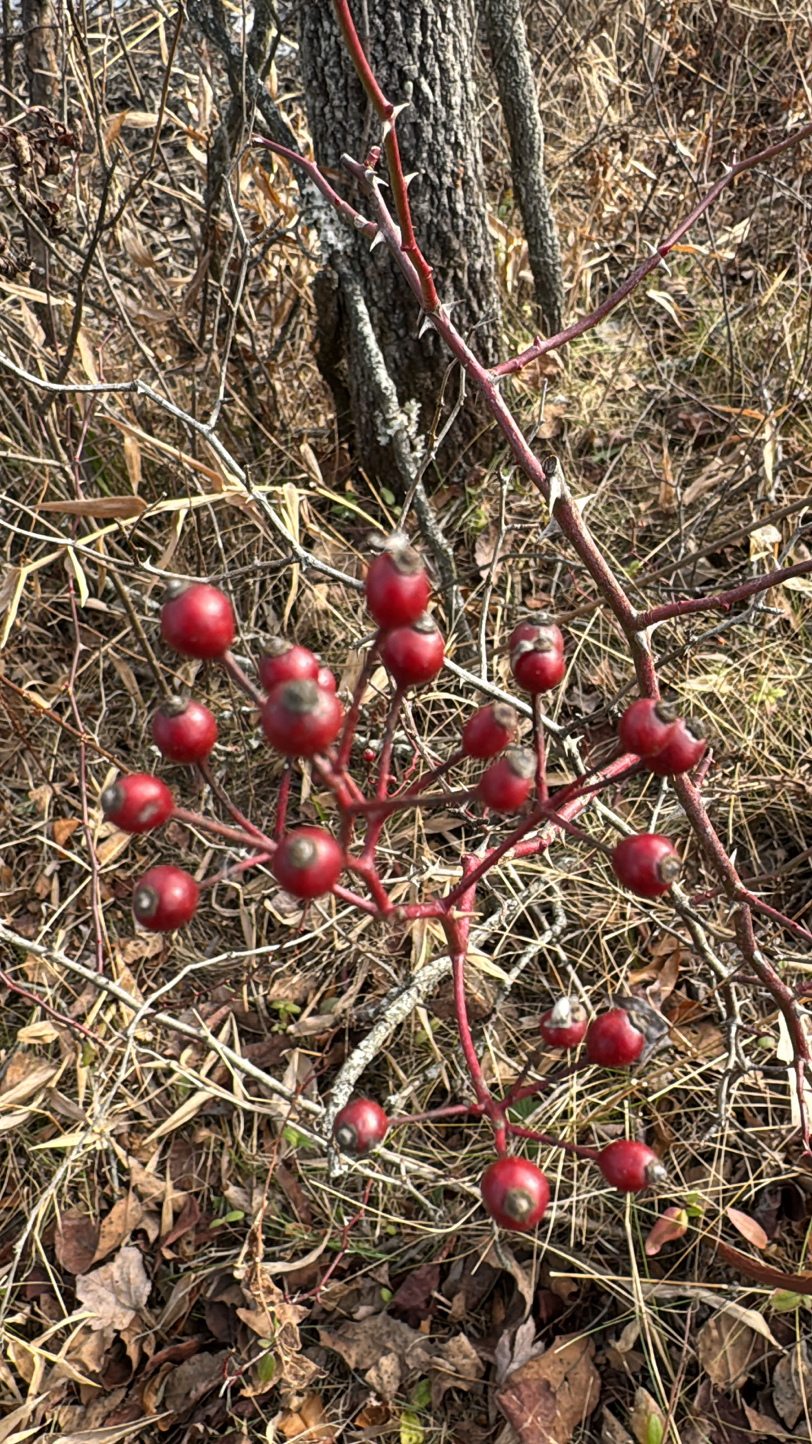 Imagem de rosa-multiflora
