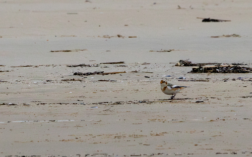 Snow Bunting (Plectrophenax nivalis), photo 7